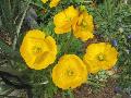 Iceland Poppy / Papaver nudicaule